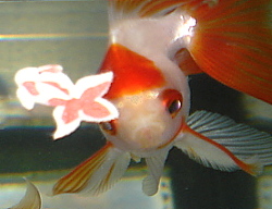 d0095278_05089.jpg