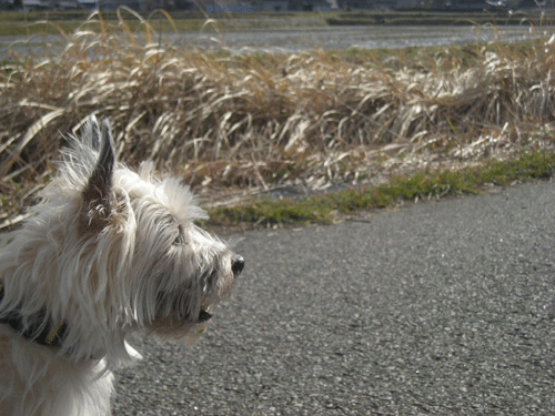 e0066883_2348201.gif