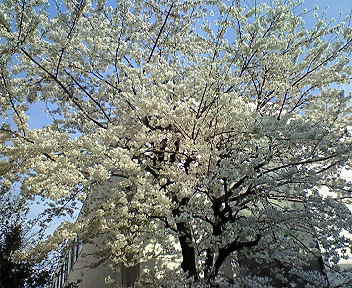 b0160300_22111334.jpg