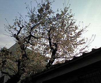 b0160300_22113029.jpg