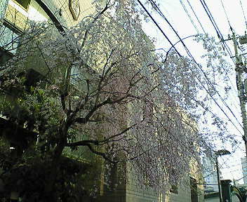 b0160300_22114436.jpg