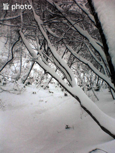 b0061004_1575394.jpg