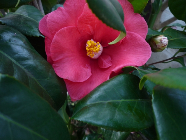 e0018604_178739.jpg