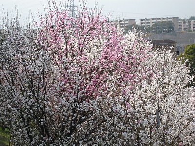 a0111621_0231689.jpg
