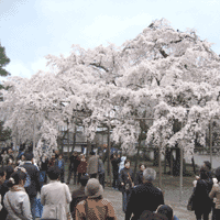 d0033734_123461.gif