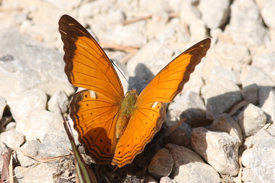 a0094850_2125388.jpg
