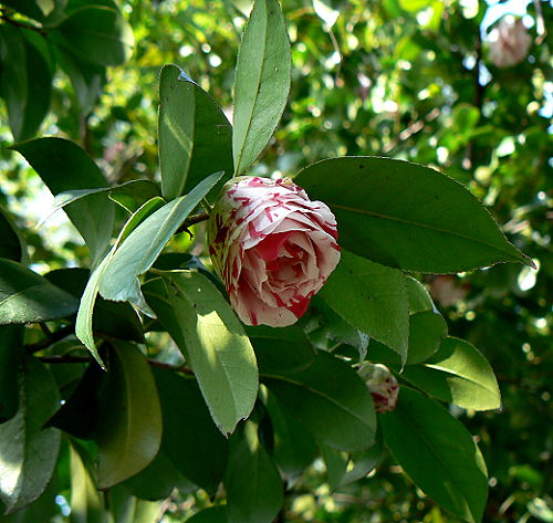 d0091754_18121176.jpg