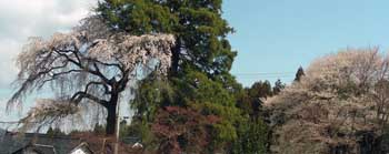 e0149157_4351496.jpg