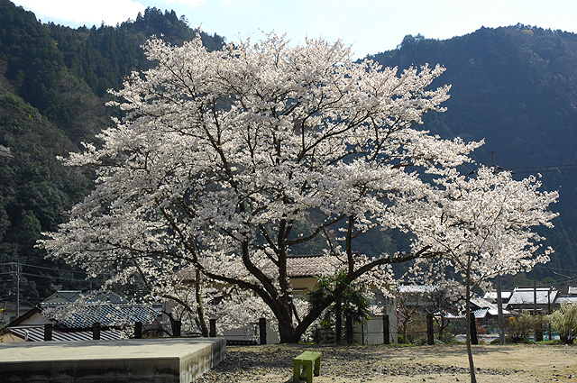 c0139966_6434340.jpg