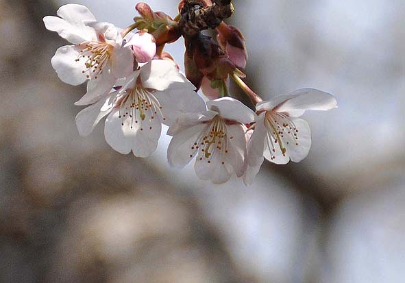 f0198771_0404070.jpg