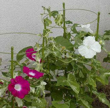 d0051179_8134256.jpg