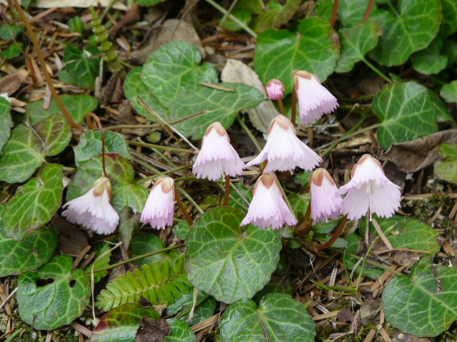 e0145782_17144131.jpg
