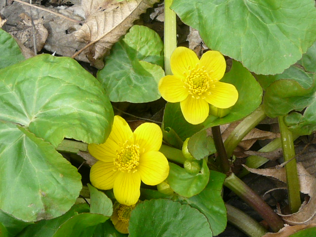 e0145782_17161220.jpg