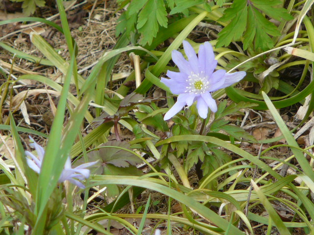 e0145782_1717274.jpg