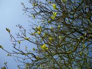 b0037799_16543832.jpg