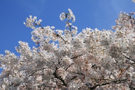 c0128303_1895716.jpg