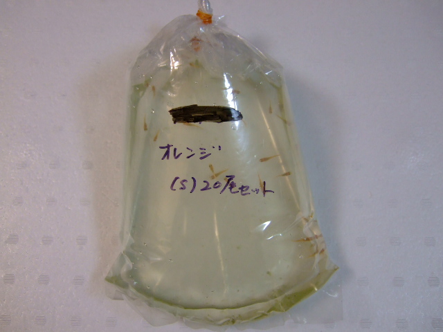 f0152308_9493133.jpg