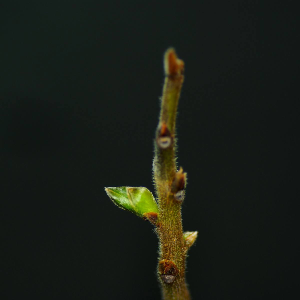 e0142611_814379.jpg