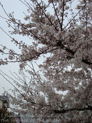 b0075318_18471969.jpg