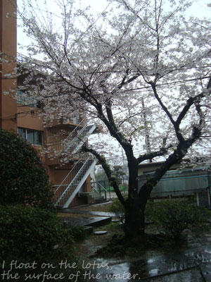 b0075318_18505394.jpg
