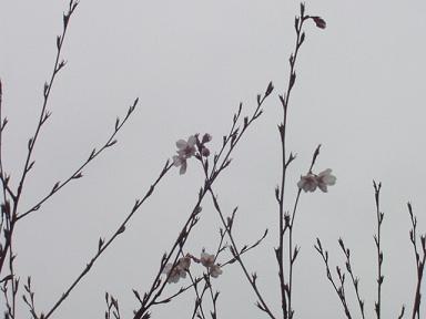 e0135219_1336987.jpg