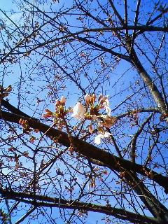 a0101525_16171769.jpg