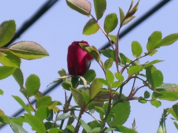 d0037729_20473718.jpg