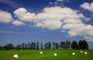 f0053130_2055367.jpg