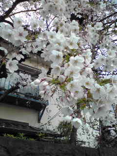 f0198035_185496.jpg