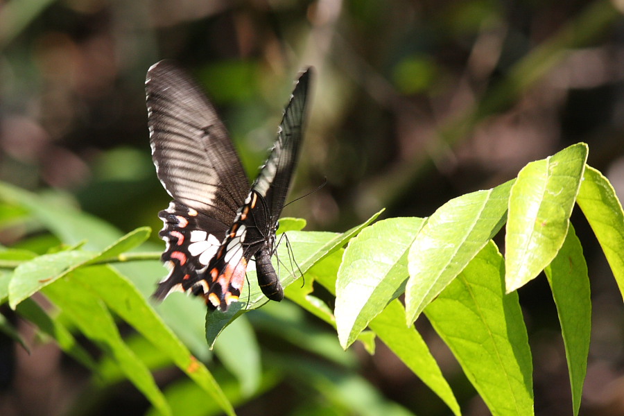a0094850_16534758.jpg