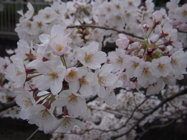 c0034850_20525495.jpg