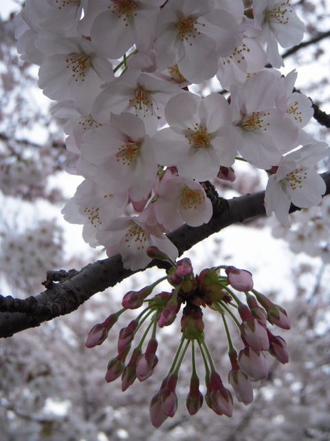 c0034850_20531353.jpg
