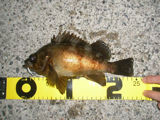 f0150151_11464763.jpg