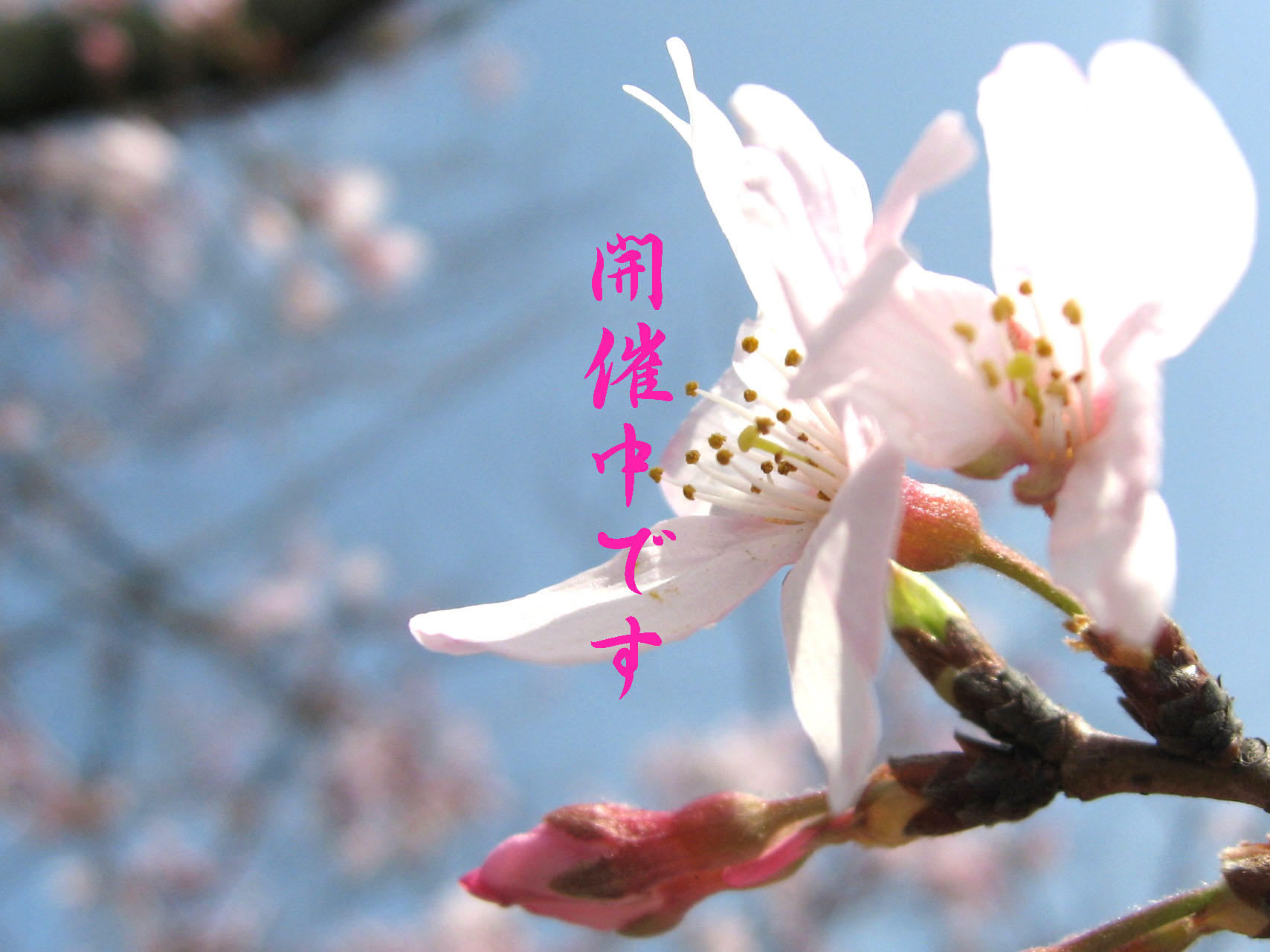 c0084862_655759.jpg