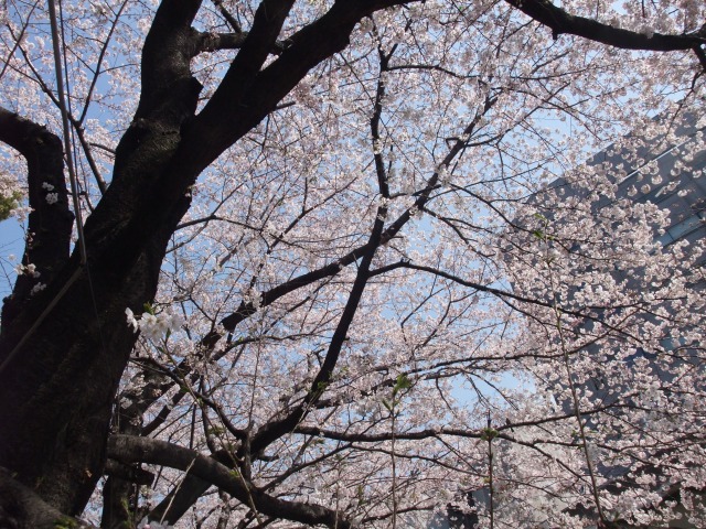 e0078069_63936100.jpg