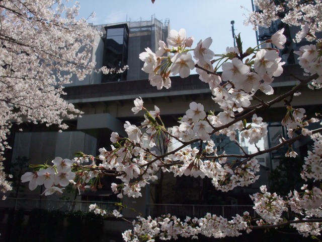 e0078069_6395250.jpg