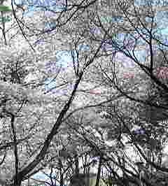 c0146875_2224285.jpg