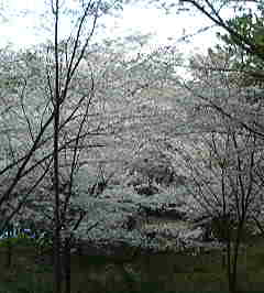 c0146875_2225241.jpg