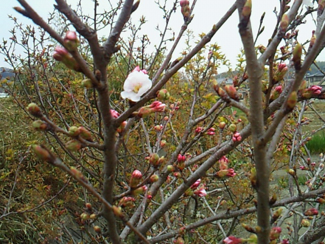 e0176785_1711823.jpg