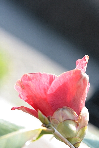 d0133693_21424543.jpg