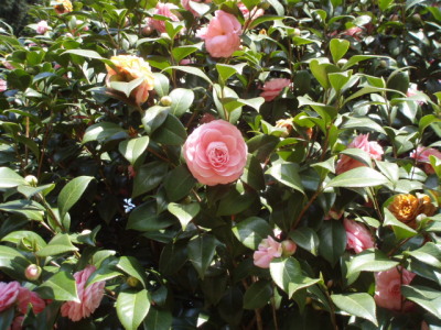 c0086895_17472947.jpg