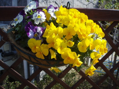 c0086895_17498100.jpg
