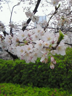 f0114900_20101295.jpg