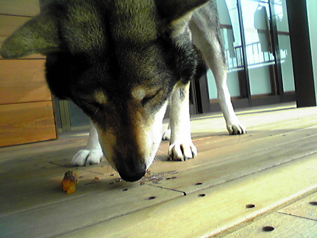 f0079202_1034035.jpg