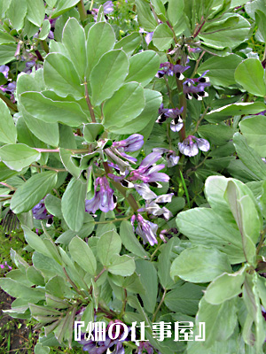e0065906_15292354.jpg