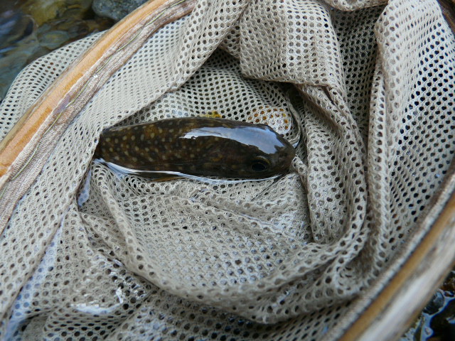 e0147226_1453750.jpg
