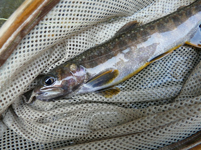 e0147226_14551139.jpg