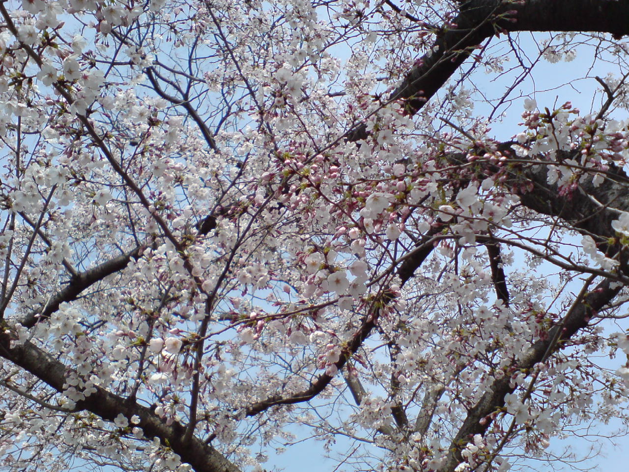 b0004229_21223683.jpg