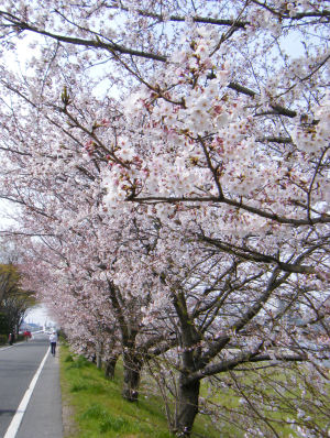 c0069036_1358856.jpg
