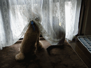 c0136736_23164596.gif